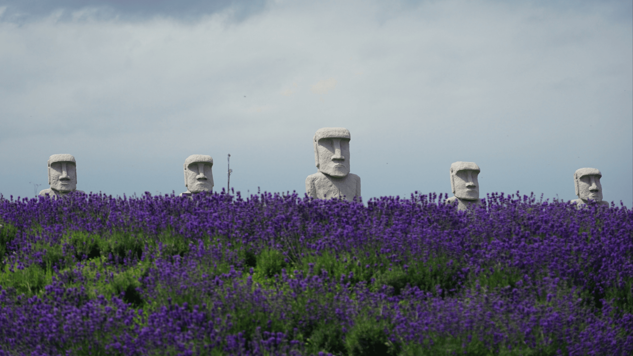 Enjoy the flower scenery HOKKAIDO SAPPORO ASAHIKAWA FURANO OTARU 6วัน 4คืน 2