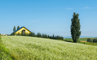 Enjoy the flower scenery HOKKAIDO SAPPORO ASAHIKAWA FURANO OTARU 6วัน 4คืน 6
