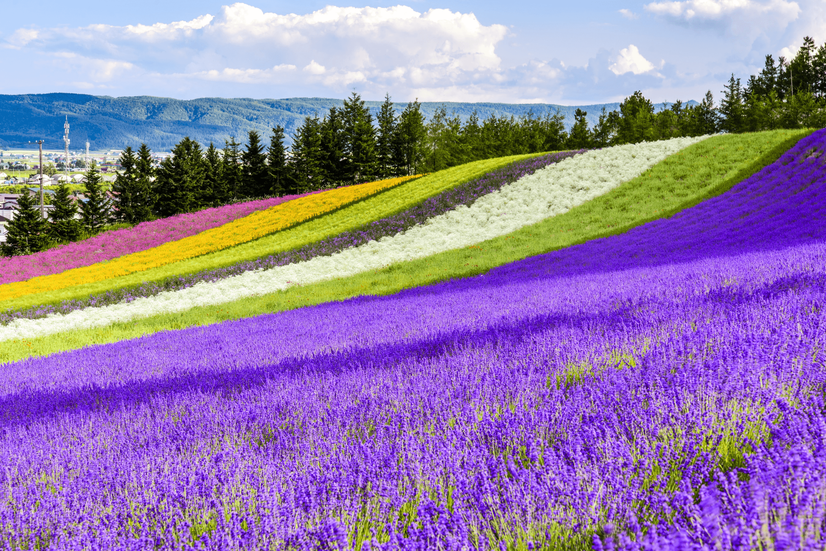 Colorful HOKKAIDO SAPPORO TOYA ASAHIKAWA FURANO 6 วัน 4 คืน 5