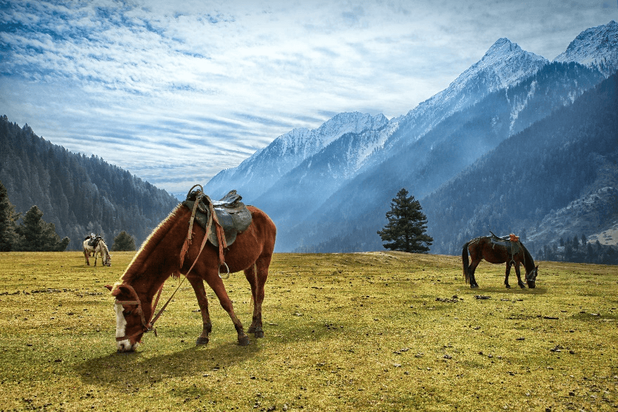 BEAUTYFUL KASHMIR ศรีนาคา กุลมาร์ค พาฮาลแกม 5วัน 3คืน 2