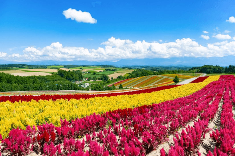 HOKKAIDO ทุ่งหลากสี สุดฟิน (FREEDAY) 6วัน 4คืน 2