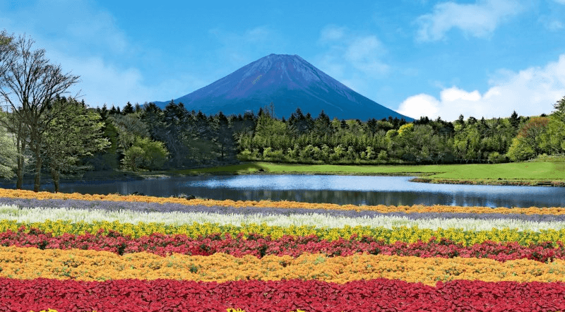 TOKYO RAINBOW FLOWER FESTIVAL (FREEDAY บินดึก) 5วัน 3คืน 2