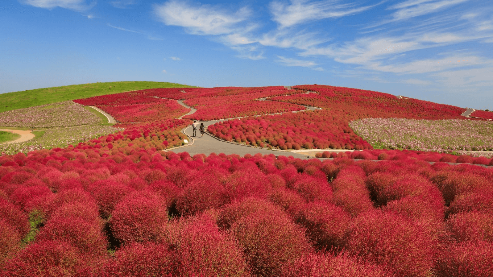 TOKYO โคเชีย อิบารากิ (บินดึกกลับเช้า เที่ยวเต็ม) 5วัน 3คืน 4