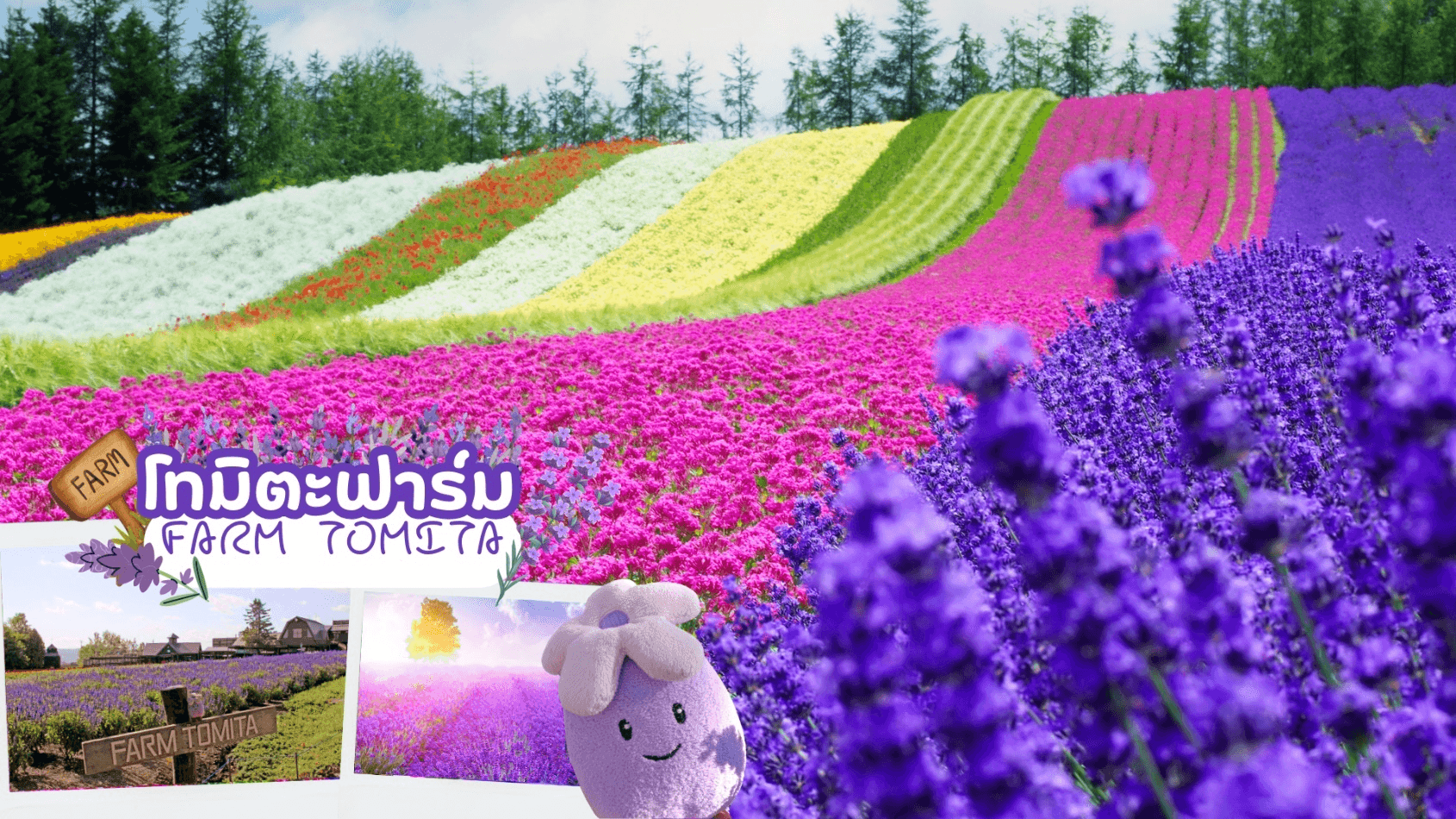 HOKKAIDO DATEJIDAIMURA FURANO FRUIT & FLOWER 6D 4N โดยสายการบินไทย [TG] 10