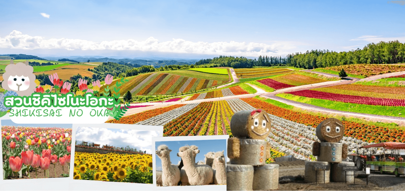 HOKKAIDO DATEJIDAIMURA FURANO FRUIT & FLOWER 6D 4N โดยสายการบินไทย [TG] 8