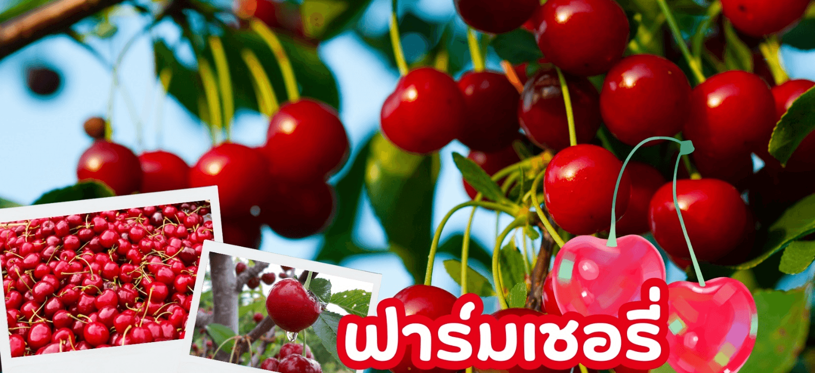 HOKKAIDO HAKODATE FLOWER & FRUIT 7D 5N โดยสายการบินไทย [TG] 4