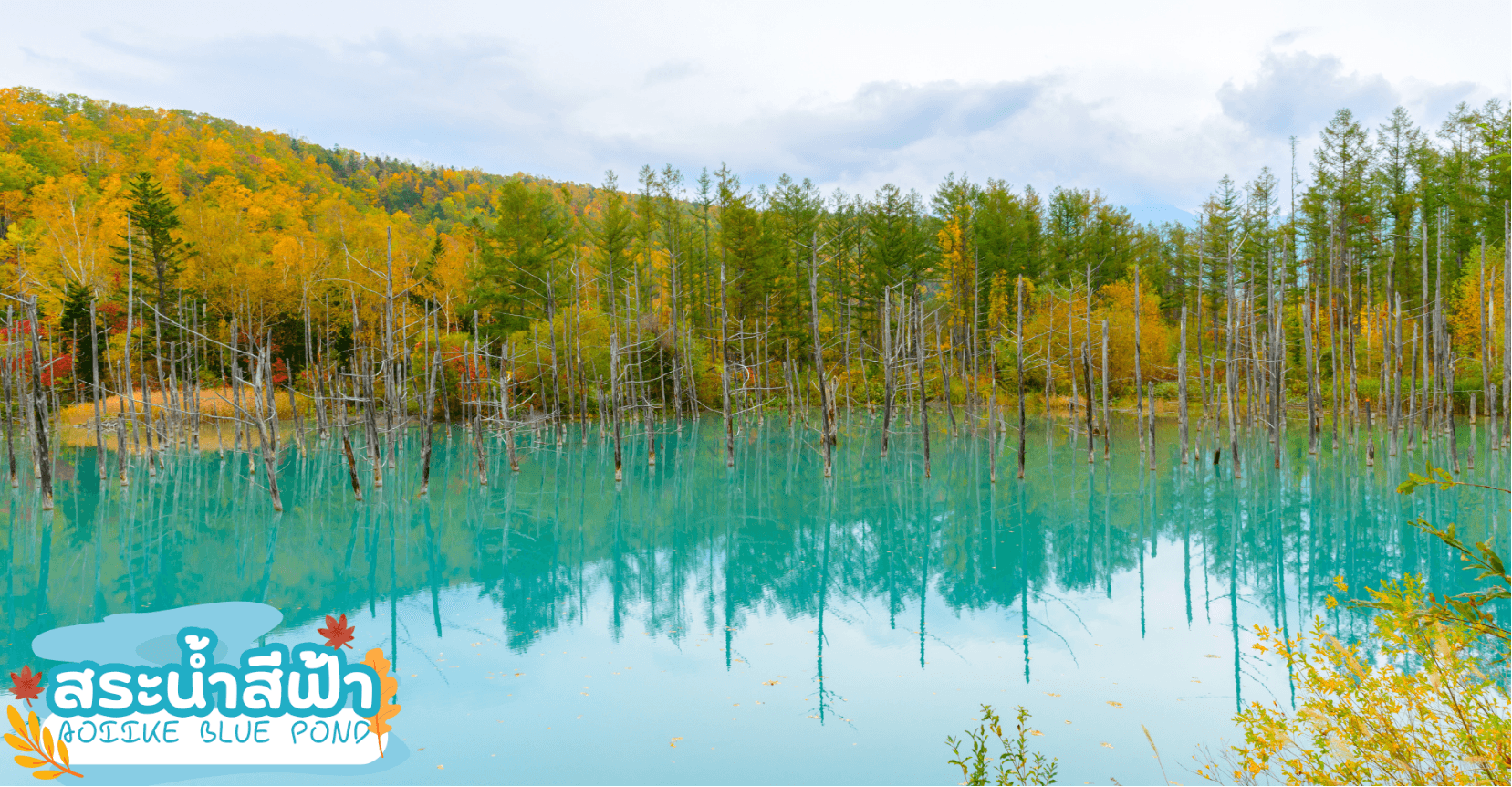 HOKKKAIDO OBIHIRO TOKACHI ONSEN AUTUMN 6D 4N โดยสายการบินไทย [TG] 5