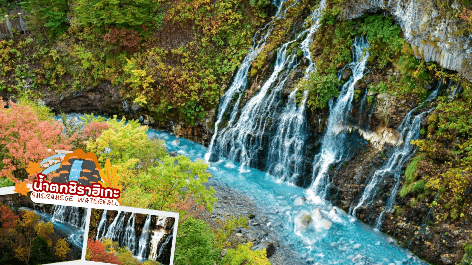 HOKKKAIDO OBIHIRO TOKACHI ONSEN AUTUMN 6D 4N โดยสายการบินไทย [TG] 6