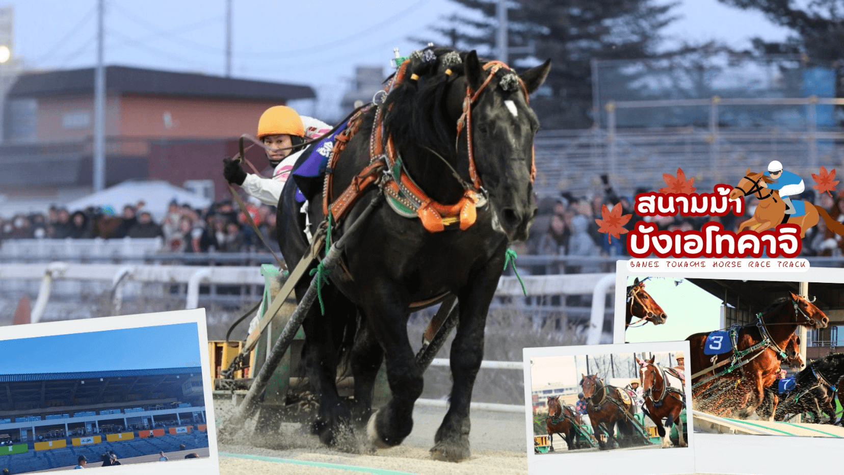 HOKKKAIDO OBIHIRO TOKACHI ONSEN AUTUMN 6D 4N โดยสายการบินไทย [TG] 8