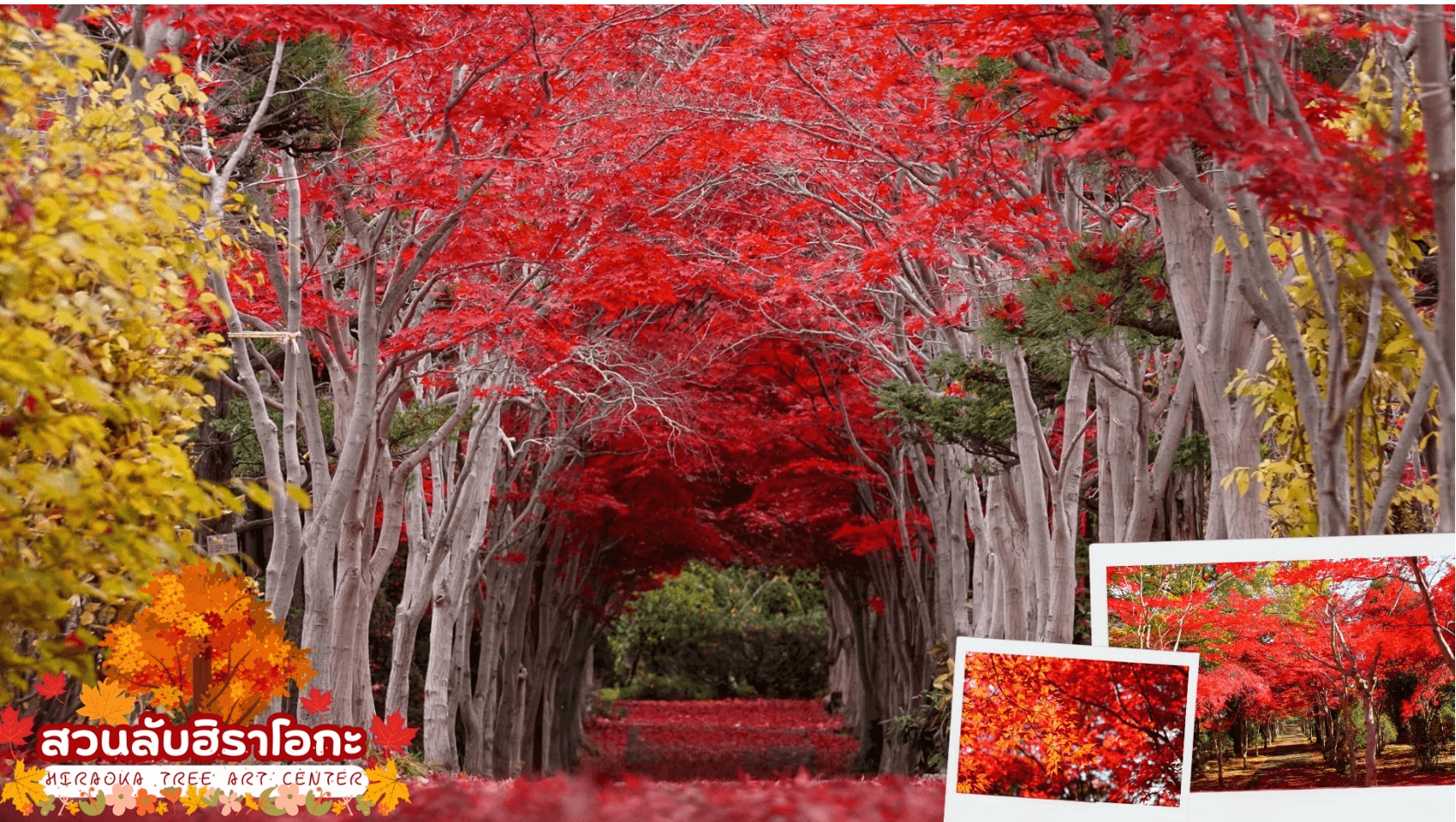 HOKKAIDO JOZANKEI OTARU AUTUMN 6D 4N โดยสายการบินการบินไทย [TG] 10