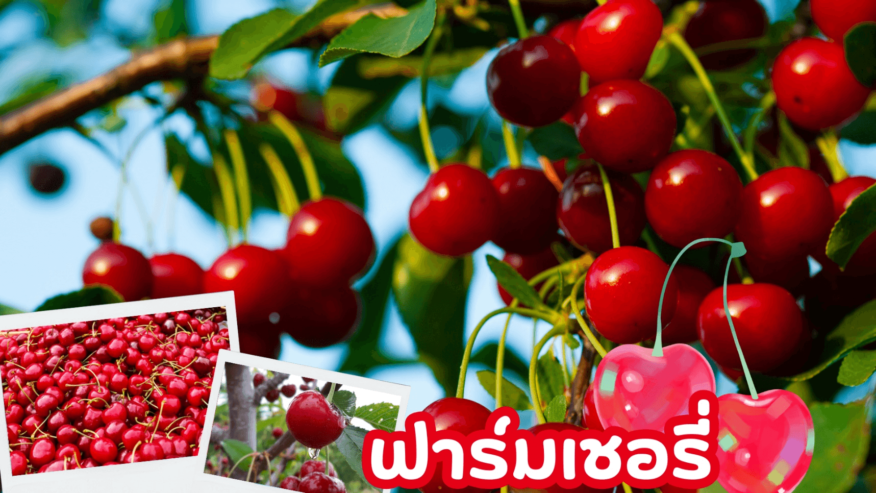 HOKKAIDO COLORFUL FLOWER CHERRY MELON 6D 4N โดยสายการบินไทยแอร์เอเชีย เอ็กซ์ [XJ] 3