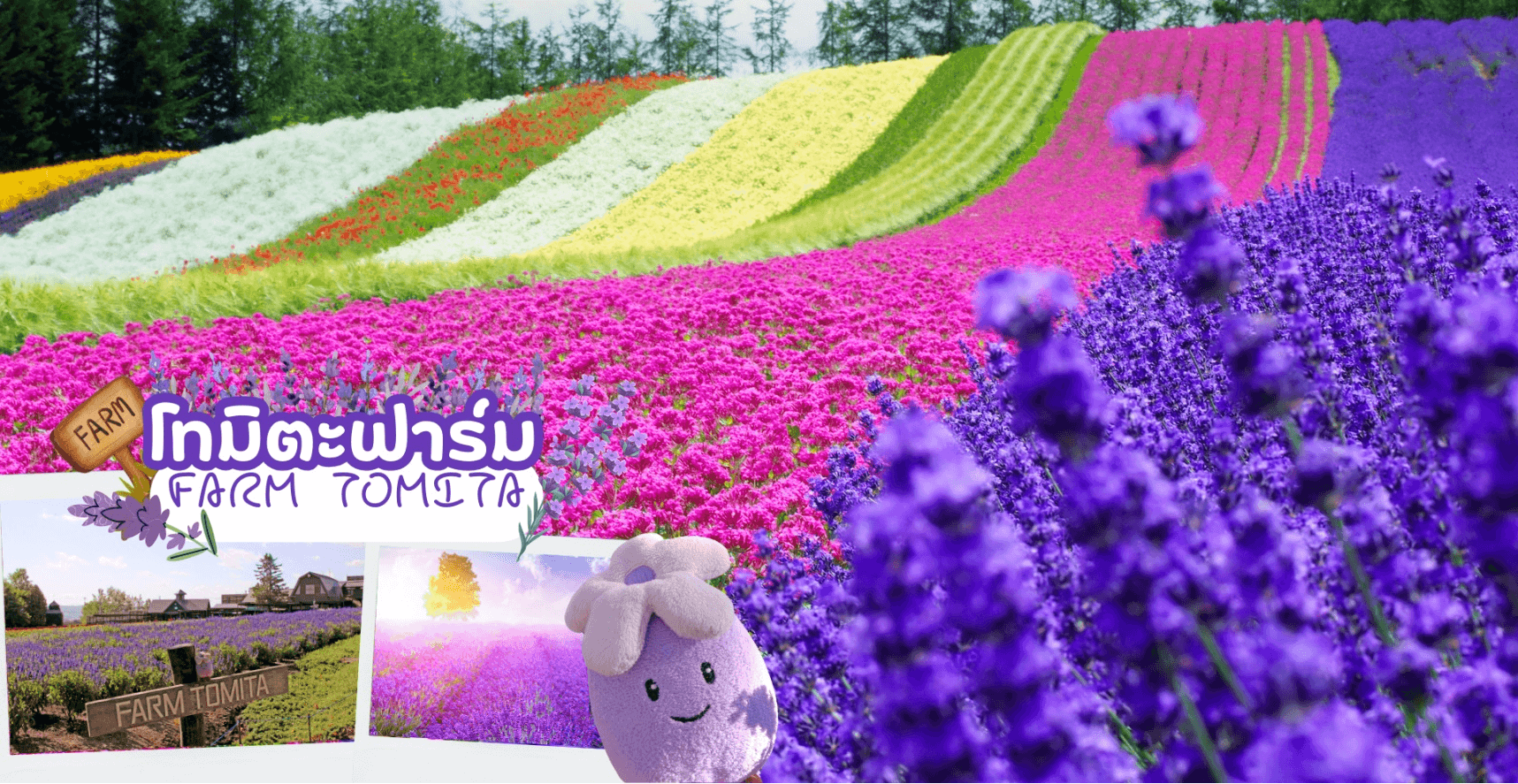 HOKKAIDO COLORFUL FLOWER CHERRY MELON 6D 4N โดยสายการบินไทยแอร์เอเชีย เอ็กซ์ [XJ] 9