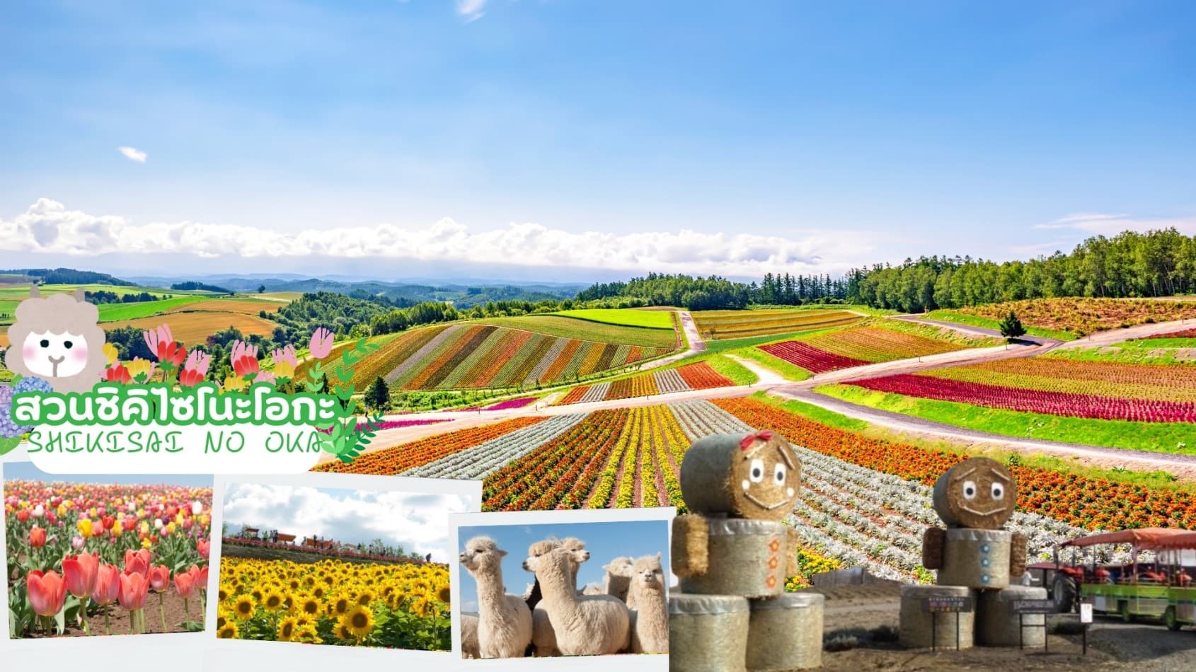 HOKKAIDO OTARU FURANO SO GOOD 5D 3N โดยสายการบินแอร์เอเชีย เอ็กซ์ [XJ] 8
