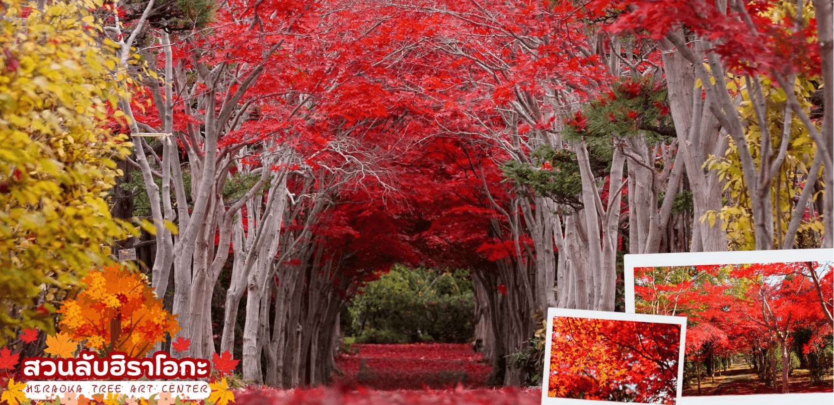 HOKKAIDO JOZANKEI AUTUMN 5D 3N โดยสายการบินไทยแอร์เอเชีย เอ็กซ์ [XJ] 9