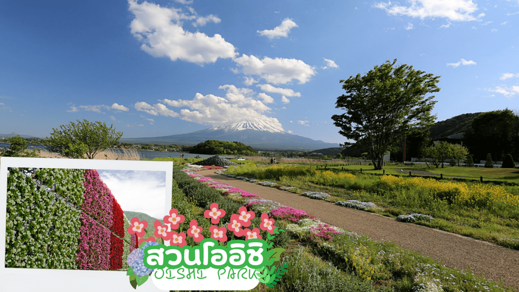 TOKYO FUJI FLOWER RELAX 6D 3N โดยสายการบินไทย [TG] 4
