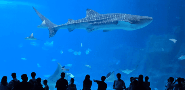 มาเก๊า จูไห่ สวนสนุก Chimelong Ocean Kingdom ดูฉลามวาฬยักษ์ ส่องน้องหมีขั้วโลก ชมโชว์วาฬเบลูก้า 3 วัน 2 คืน *ไม่ลงร้าน*  3