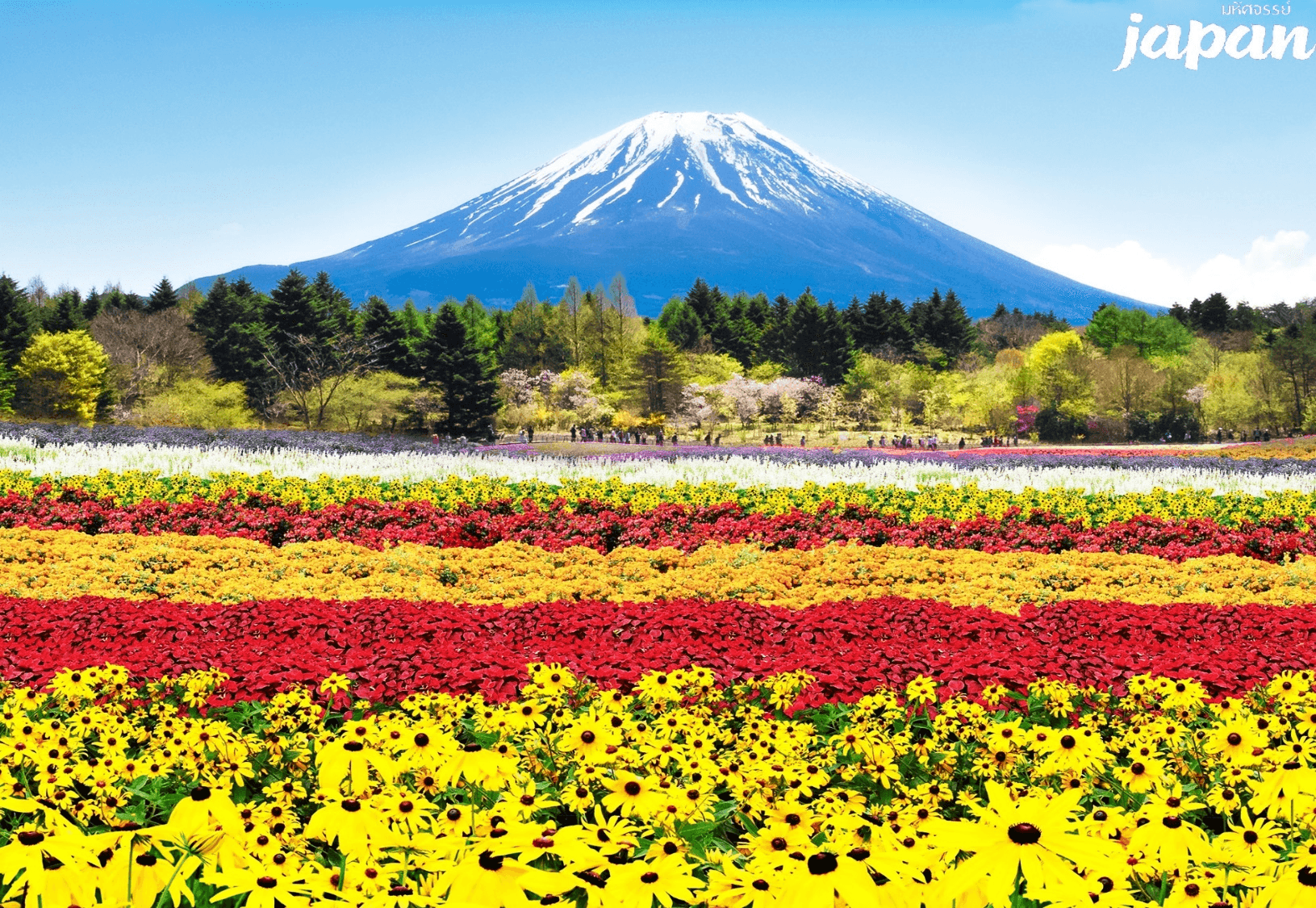 มหัศจรรย์...TOKYO ฟูจิ เรนโบว์ เฟสติวัล อิสระ 1 วัน 5 วัน 3 คืน 4