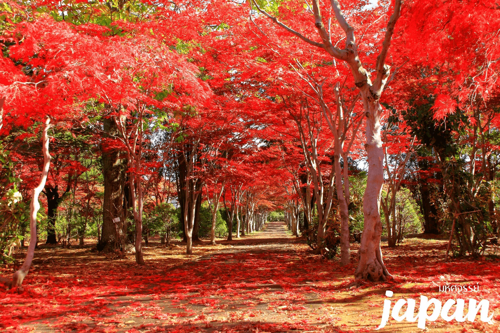 มหัศจรรย์...HOKKAIDO โจซังเค โนโบริเบทสึ ซัปโปโร 5 วัน 3 คืน 9