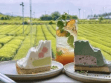 Jeju Gold Package Aug,Sep ,Oct 4วัน 2คืน 3