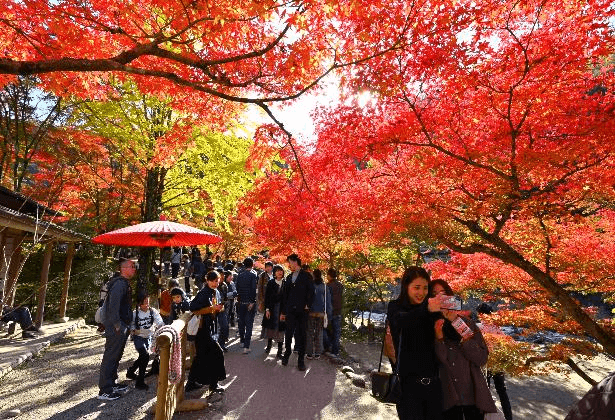 JXJ184 Autumn Blossom NAGOYA OSAKA MIE ISE KYOTO UJI KORANKEI 6 วัน 4 คืน 5