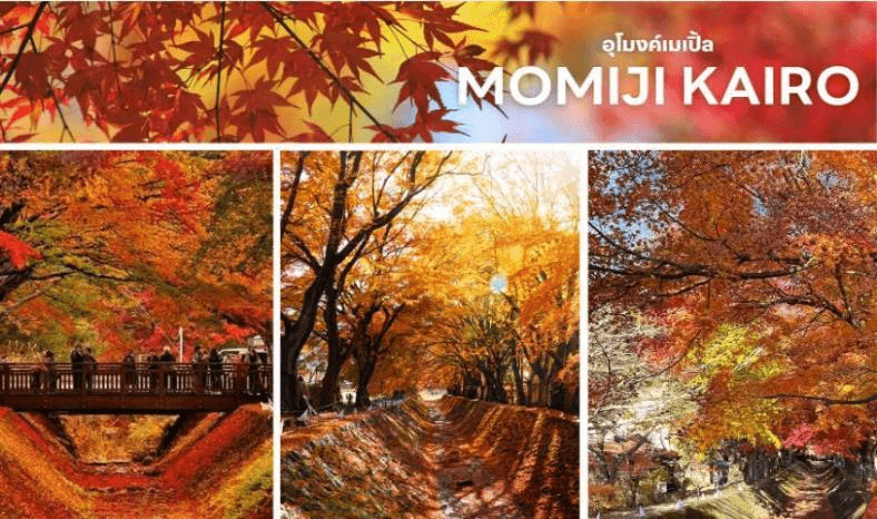 ทัวร์ เรียล เรียล…โตเกียว ส้มเหลือง แซะ แดง รอบฟูจิ 6วัน 4คืน 4