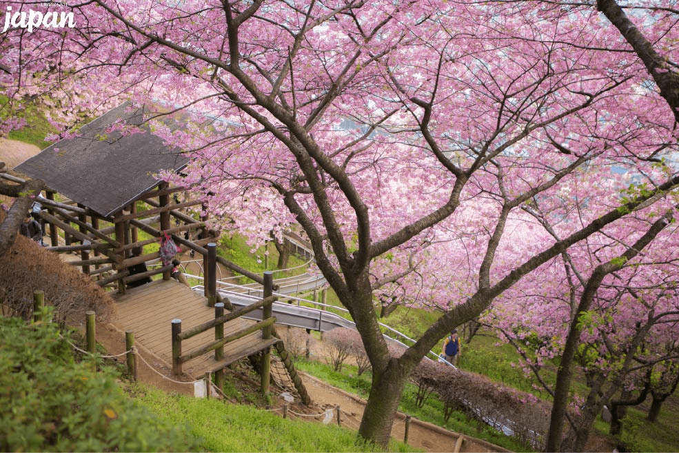 มหัศจรรย์...TOKYO ซากุระมัตสึดะ ฟูจิเท็น ฟรีเดย์ 5 วัน 3 คืน 1