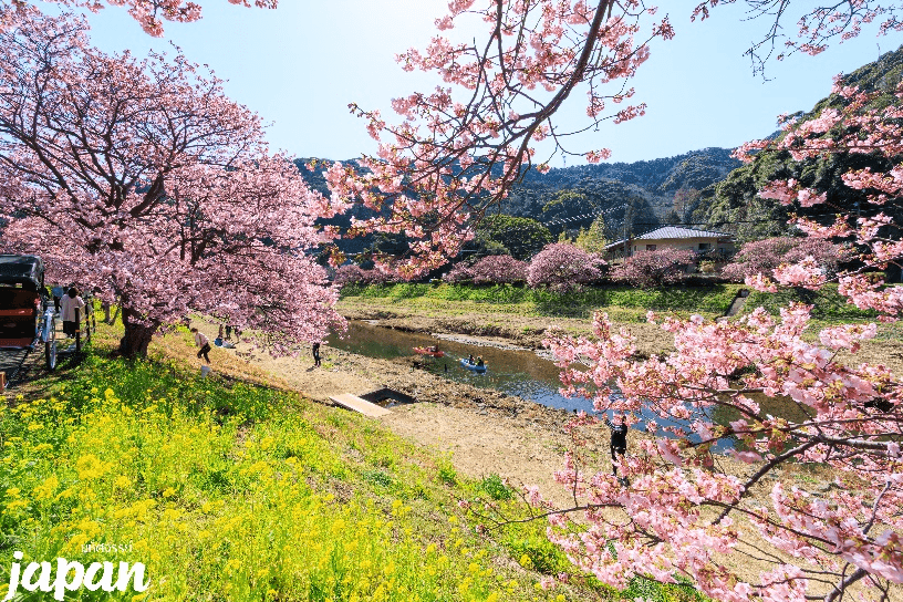 มหัศจรรย์...TOKYO SAKURA คาวาสึ ฟูจิ นาริตะ 5 วัน 3 คืน 2