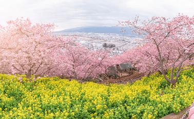 TOKYO FUJI MATSUDA SAKURA (FREEDAY) 5D3N 2