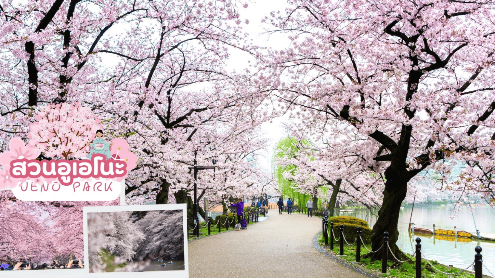 SHINHOTAKA HOKUTO TAKAYAMA TOKYO SAKURA PINKU 7D 4N 2