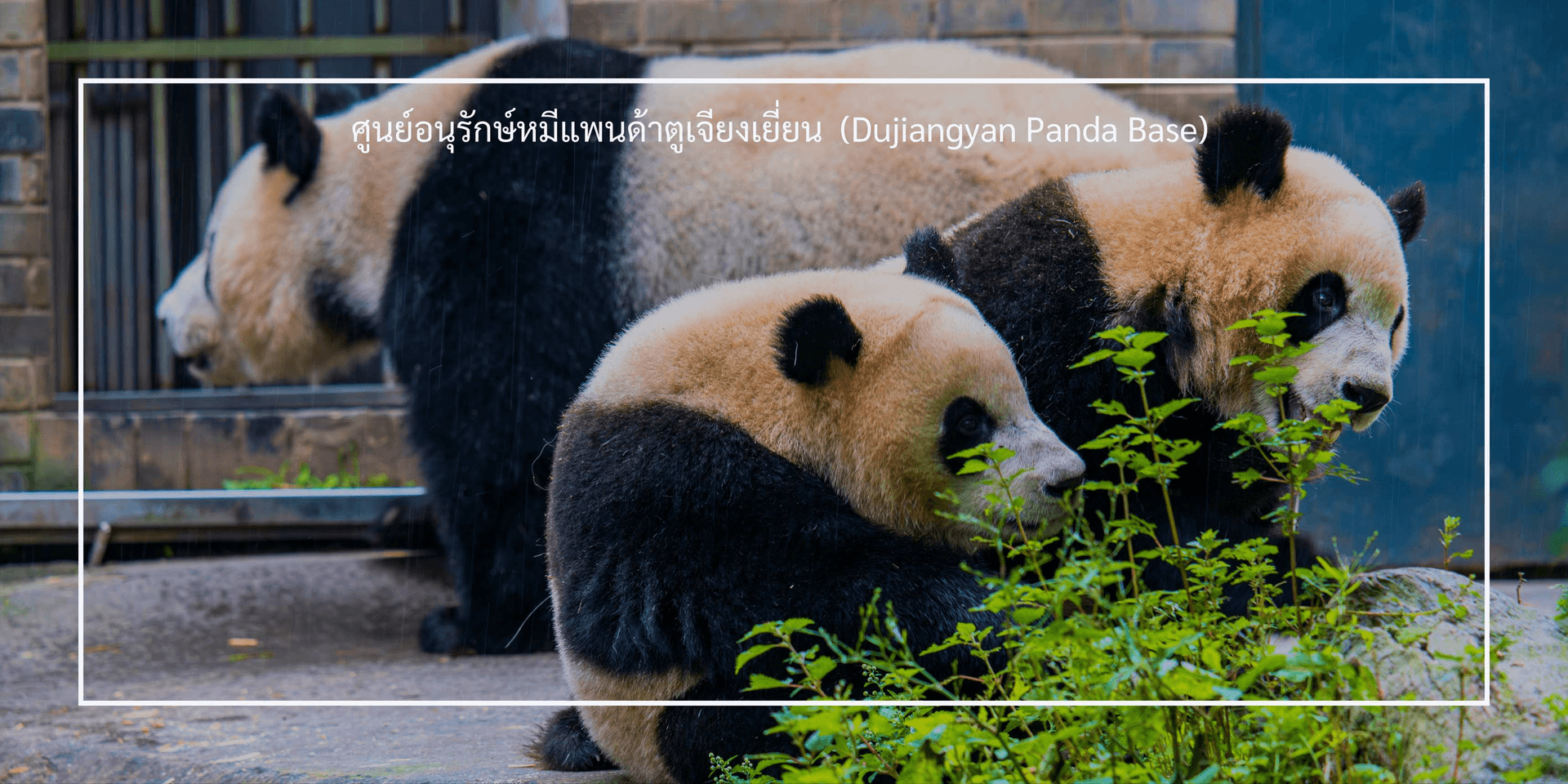 เฉิงตู-จิ่วจ้ายโกว-หวงหลง 6 วัน 5 คืน บินเย็นกลับเช้า ทัวร์ไม่ลงร้าน 2