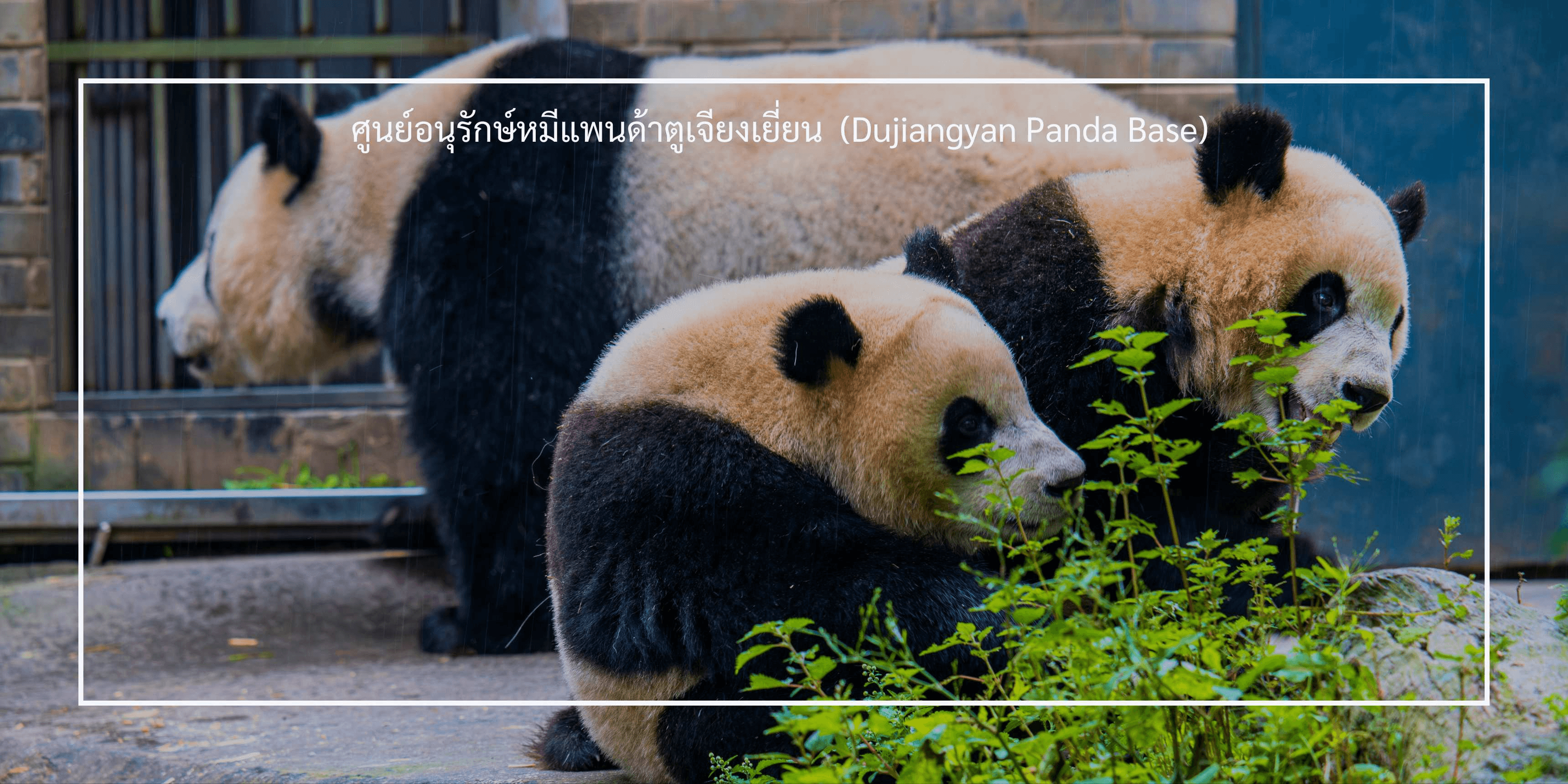 เฉิงตู-จิ่วจ้ายโกว-หวงหลง 6 วัน 5 คืน บินเย็นกลับเช้า ทัวร์ไม่ลงร้าน 2