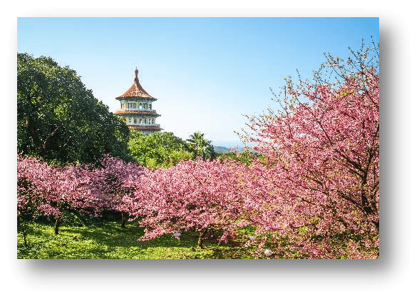 Taiwan Baby Pink SAKURA @ Wuji Tianyuan 無極天元宮 เที่ยวไต้หวัน หัวใจเป็นสีชมพู ชมซากุระหวาละมุนสุดโรแมนติก 4 วัน 3 คืน 3