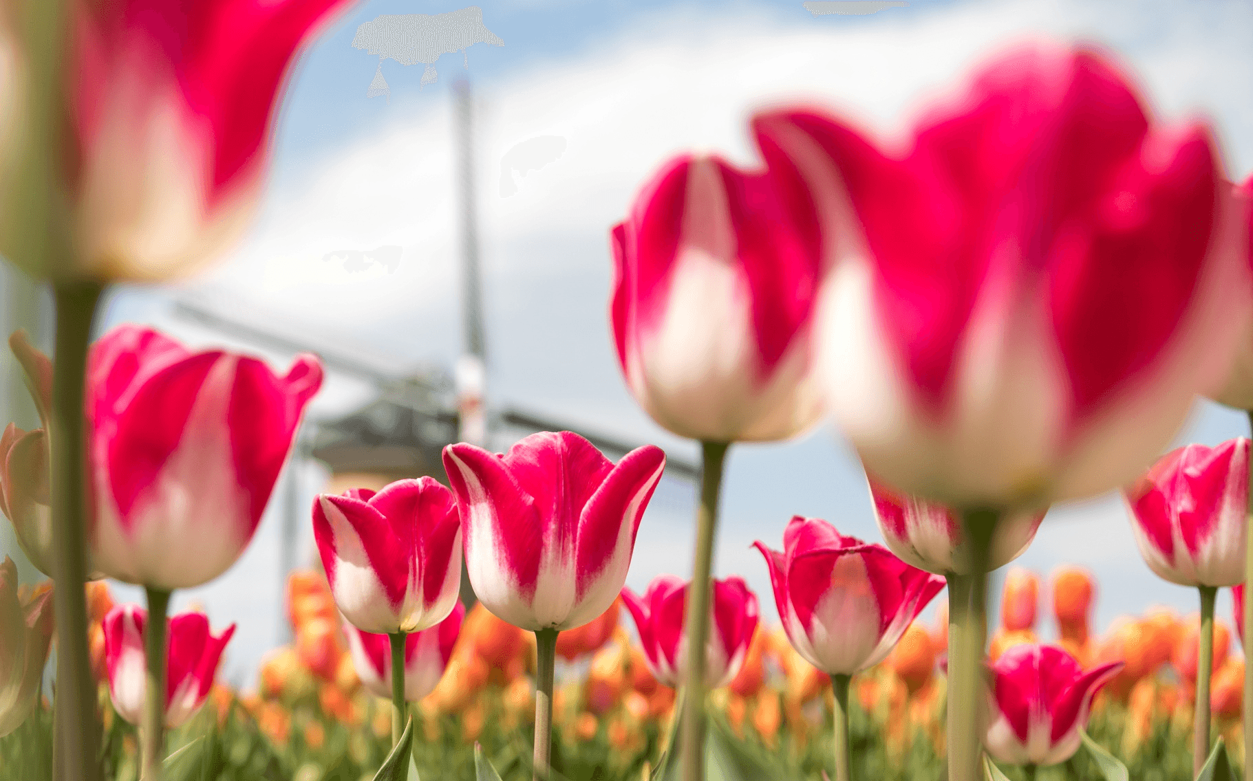 Hana Season TOKYO FUJI SAKURA TULIP FES 5วัน 3คืน 1