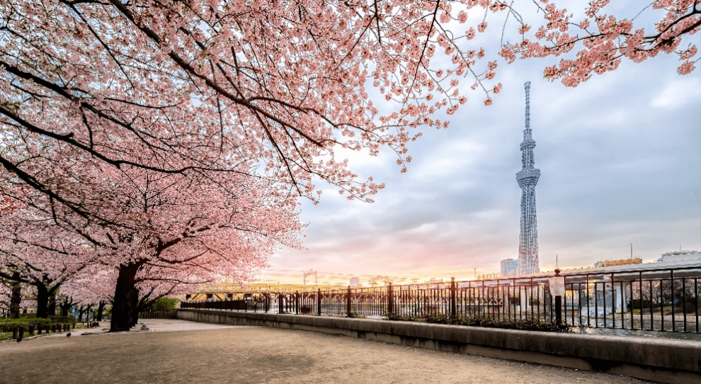 Hana Season TOKYO FUJI SAKURA TULIP FES 5วัน 3คืน 5