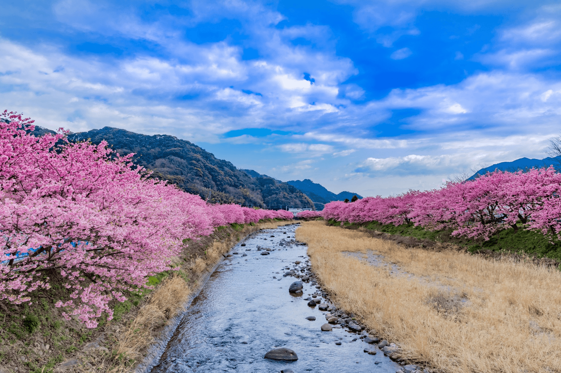 Snow & Flower TOKYO FUJI KAWAZU SAKURA 5วัน 3คืน 1