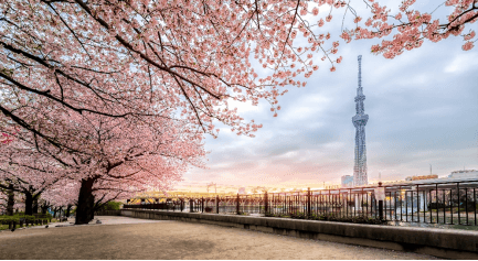 Sakura Lover TOKYO FUJI 5วัน 3คืน 2