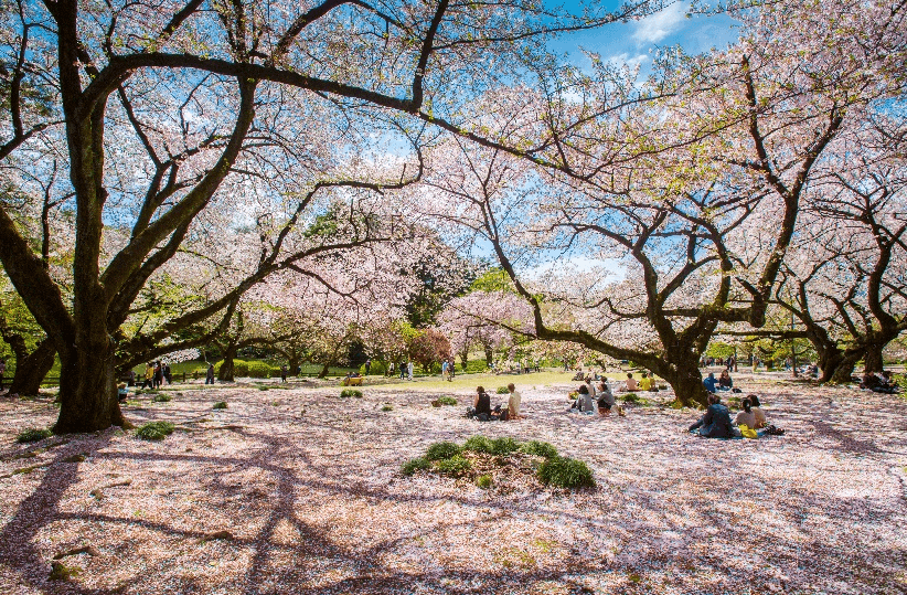 Sakura Lover TOKYO FUJI 5วัน 3คืน 3