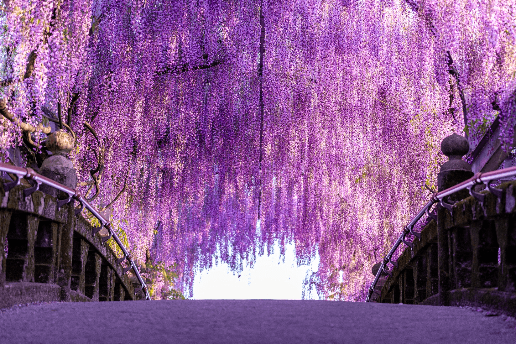 มหัศจรรย์...FUKUOKA อลังการดอก Wisteria อะโส คุมาโมโต้ เบปปุ ยูฟุอิน 5 วัน 3 คืน 2