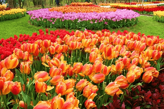AMAZING TURKEY TULIP 9D7N ทัวร์ตุรกีทิวลิป 9วัน7คืน 4