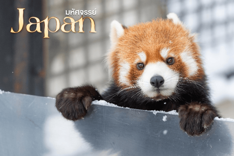 มหัศจรรย์...HOKKAIDO ฟูราโน่ บิเอะ โอตารุ 5 วัน 3 คืน 1