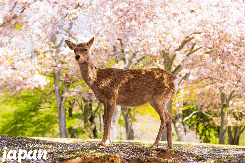มหัศจรรย์...OSAKA นารา เกียวโต อิสระ 1 วัน 5 วัน 3 คืน 2