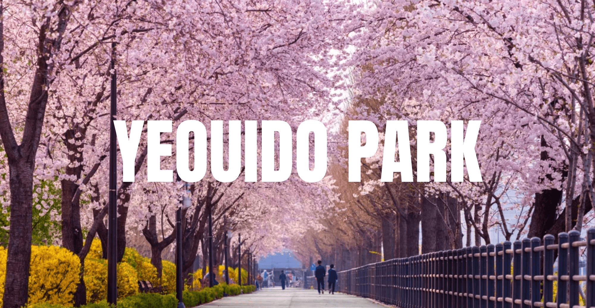 PRO CHERRY BLOSSOMS IN KOREA 5D3N 5