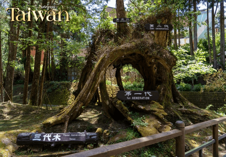 Charter Flight มหัศจรรย์ Alishan บินคุ้ม เที่ยวครบ จบทุกไฮไลท์ 5 วัน 4 คืน 1