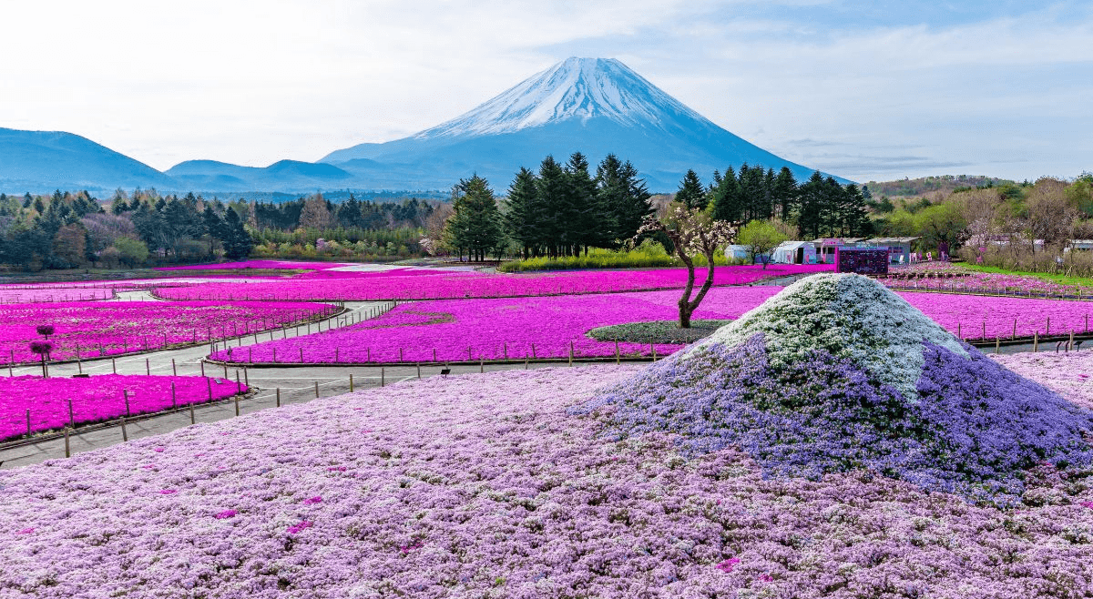 โตเกียว ฟูจิ ทะเลสาบยามานากาโกะ พิงค์มอส (เที่ยวครบทุกวัน) 5 วัน 3 คืน 2