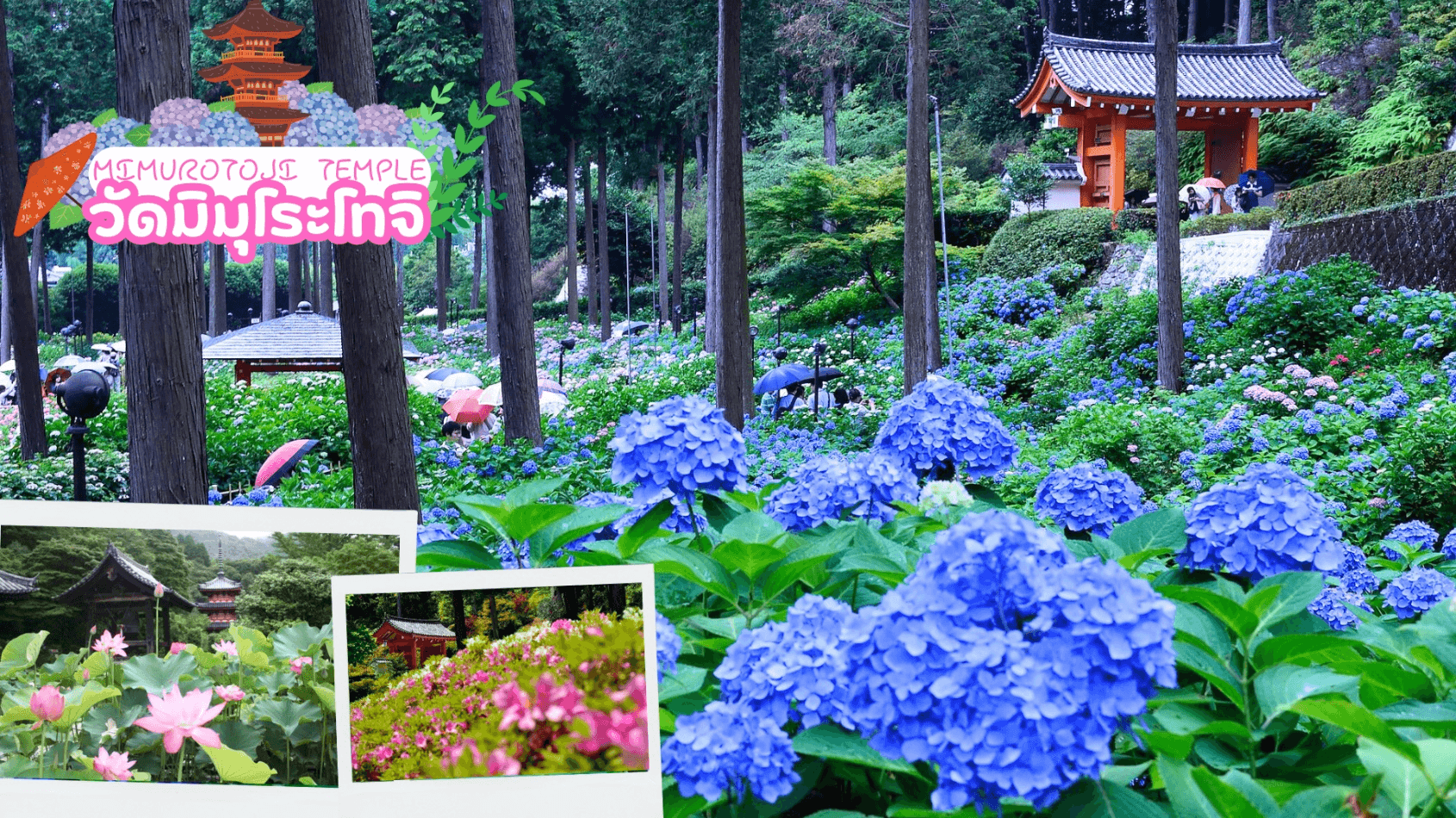OSAKA KYOTO FUJI TOKYO COLORFUL 6D 4N 2