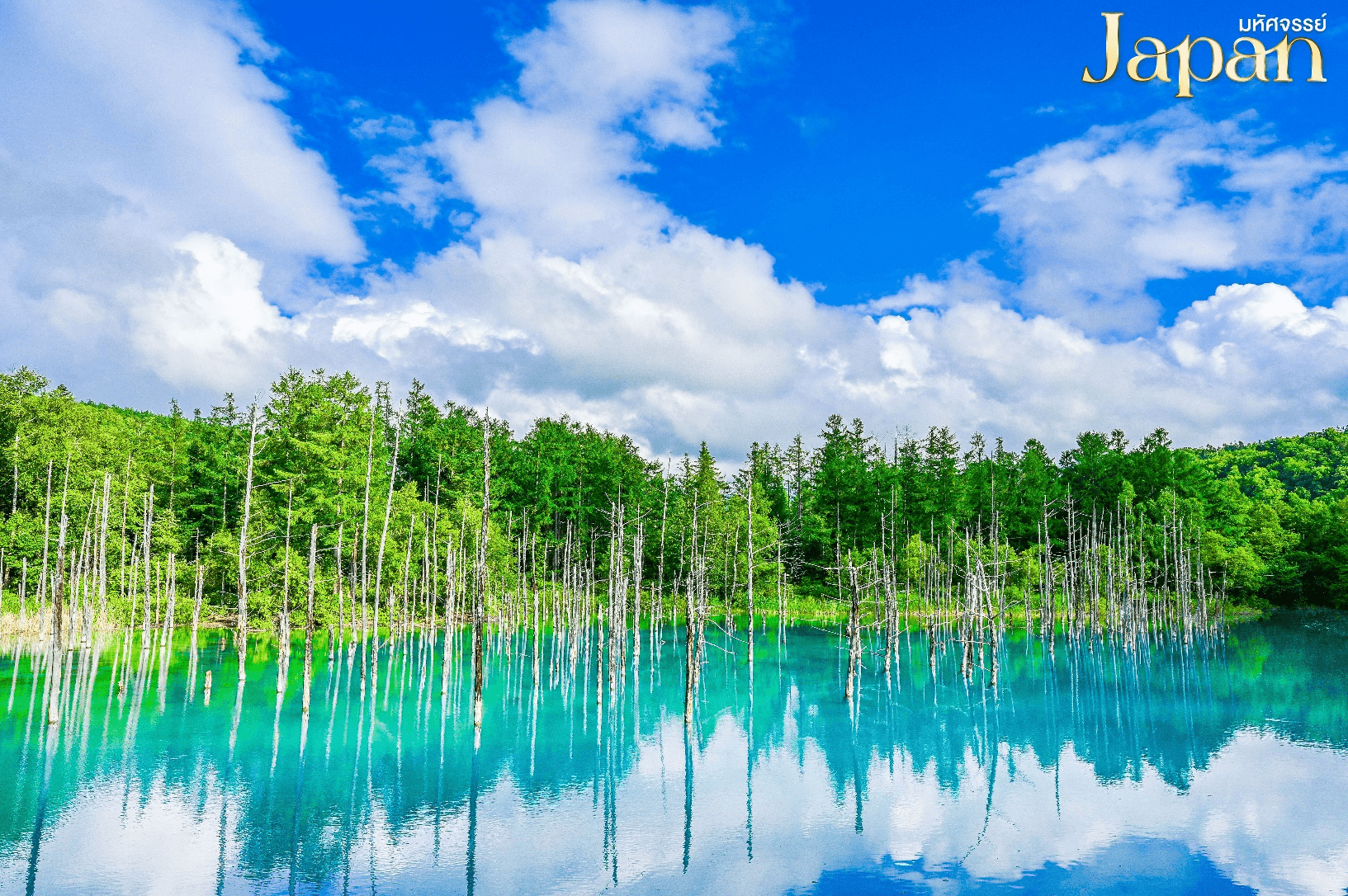 มหัศจรรย์...HOKKAIDO โทมิตะฟาร์ม บิเอะ อาซาฮิกาว่า โอตารุ 5 วัน 3 คืน 1