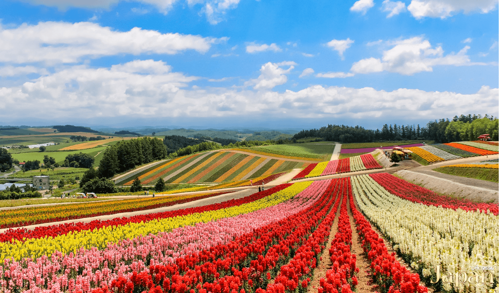 มหัศจรรย์...HOKKAIDO โทมิตะฟาร์ม บิเอะ อาซาฮิกาว่า โอตารุ 5 วัน 3 คืน 2