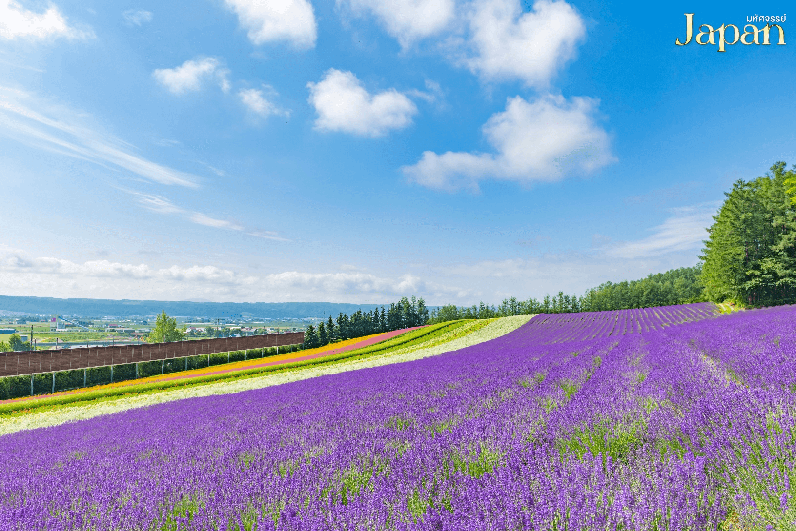 มหัศจรรย์...HOKKAIDO โทมิตะฟาร์ม บิเอะ อาซาฮิกาว่า โอตารุ 5 วัน 3 คืน 3