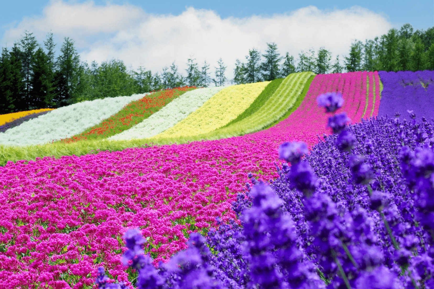 มหัศจรรย์...HOKKAIDO อาซาฮิกาว่า โทมิตะ โทยะ ซัปโปโร ชม 2 สวนดอกไม้อลังการ 6 วัน 4 คืน 3