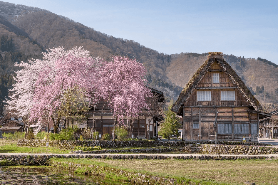 ไปเต๊อะไปแอ่ว…โอ้ยงามขนาดChiangmai OSAKA SHIRAKAWAGO TAKAYAMA KYOTO 6 วัน 4 คืน 4